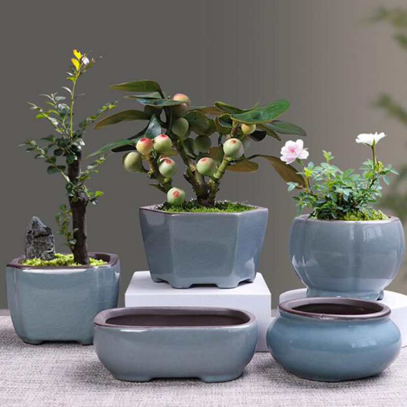 Echeveria Succulent - Retro Keramik Blume Topf Spargel Sukkulente
