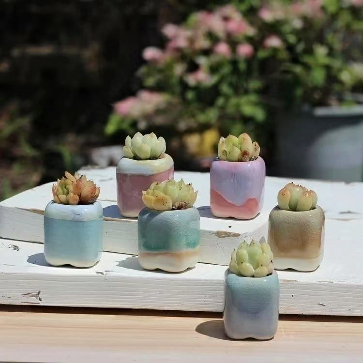 6Pcs Mini Blumentopf Sukkulent – Echeveria Succulent Bewertung und Preis