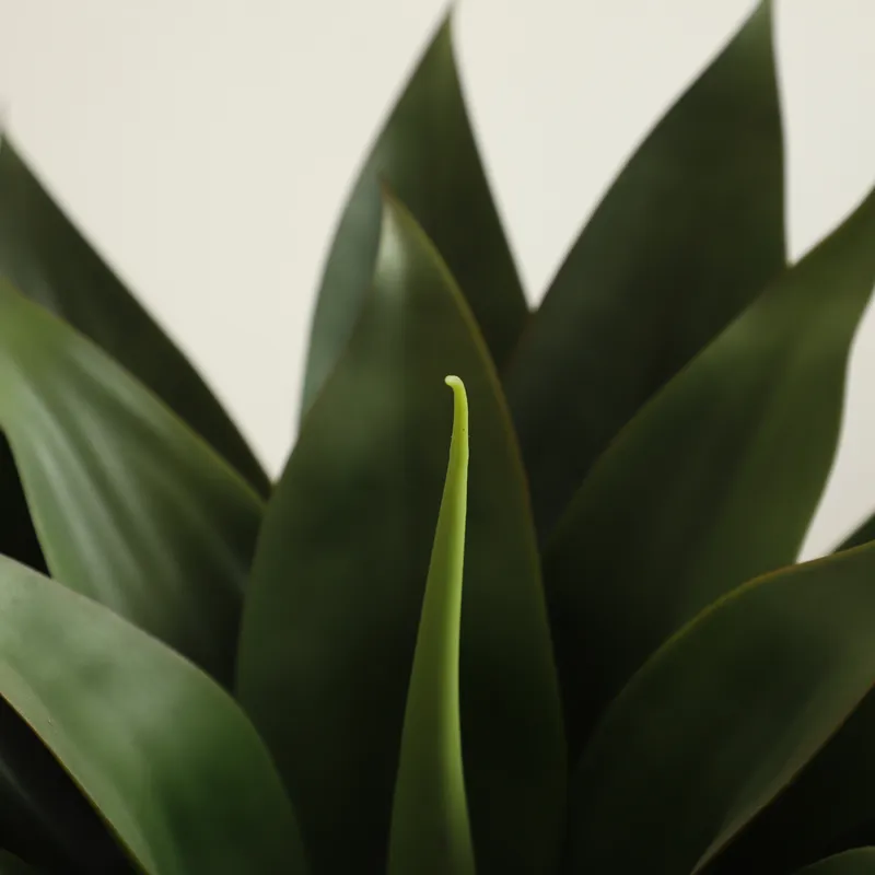Künstliche Aloe Vera Pflanze i – Aloe Vera Pot Bewertung und Preis