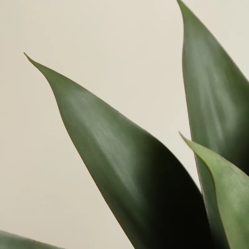 Künstliche Aloe Vera Pflanze i – Aloe Vera Pot Bewertung und Preis